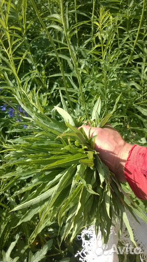 Иван-чай на дровяной печи