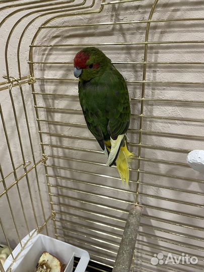 Попугай какарик