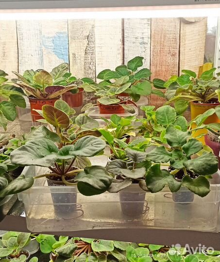 Комнатные цветы фиалки