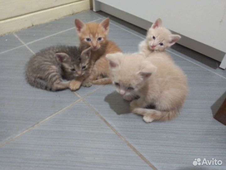 Котята в добрые руки