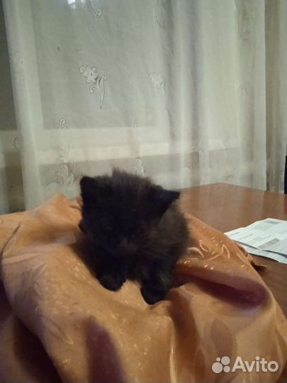 Котëнок девочка. Ласковая, игривая