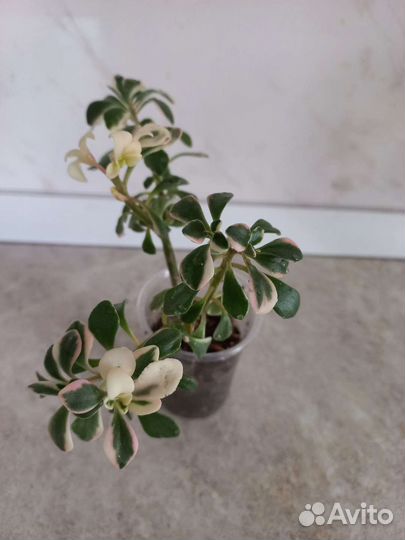 Толстянка вариегатная