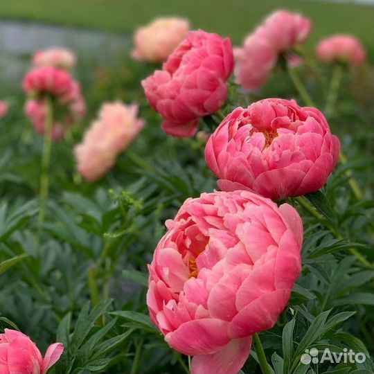 Корни пионов