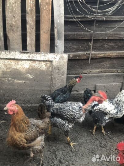 Петух голошейки