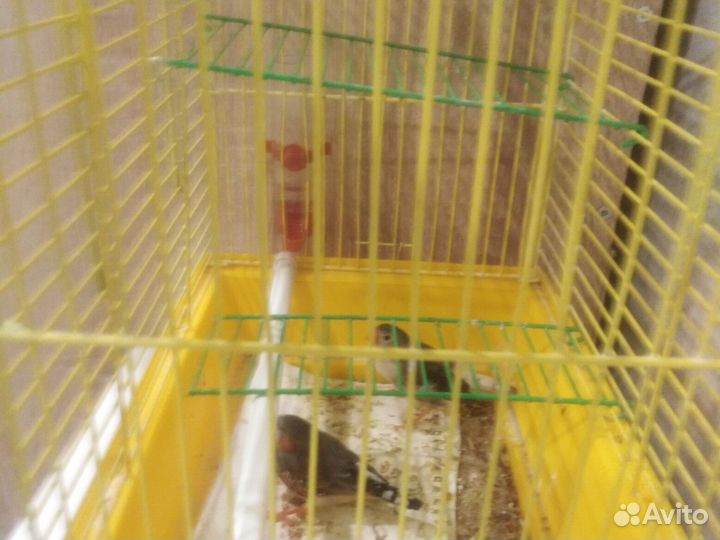 Продам 2 - х амадинов