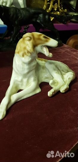 Собака борзая