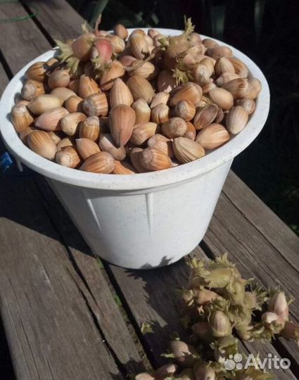 Саженцы фундука