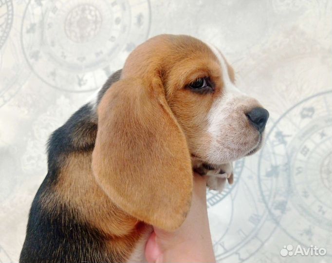 Щенки бигль