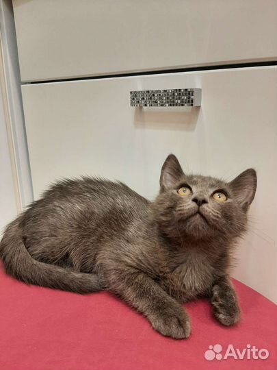 Рома в добрые руки