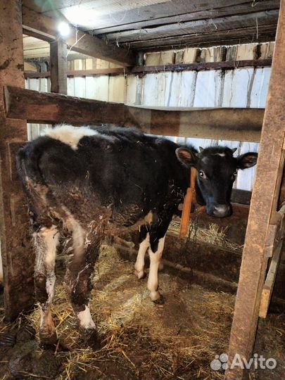 Телка,Нетель,теленок