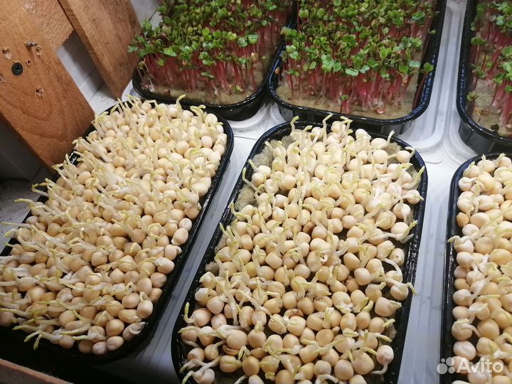 Микрозелень горох