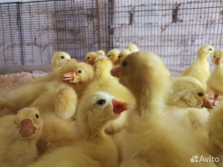 Суточные гусята