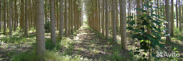 Ищу инвестора-Лес