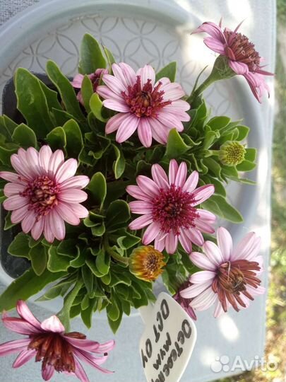 Остеоспермум (Африканская ромашка)