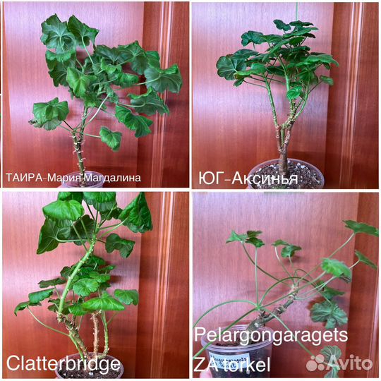 Пеларгонии сортовые