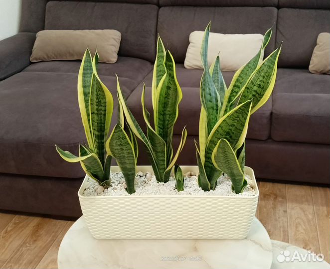 Сансевиерия