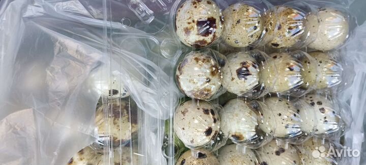 Яйцо перепелиное инкубационое Фараон и Техас