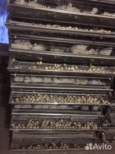 Перепела, Белый гигант, Селадоны, ия