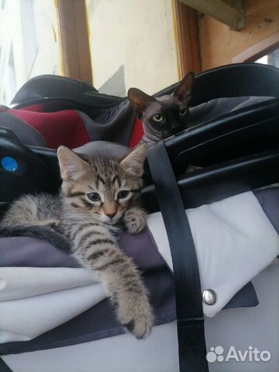 Котята сфинкс браш