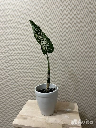 Диффенбахия