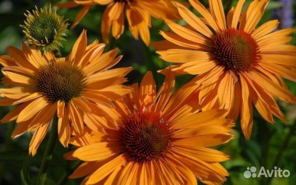 Саженцы Эхинацея 5сортов разных возрастов доставка
