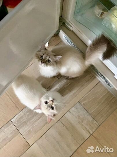 Свободные котята
