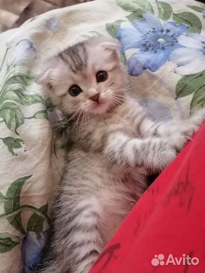 Котёнок