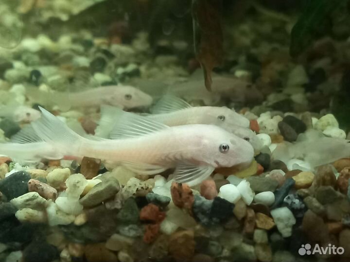 Коридорасы,анциструсы