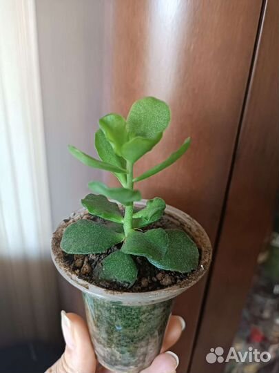 Адромискус разные сорта