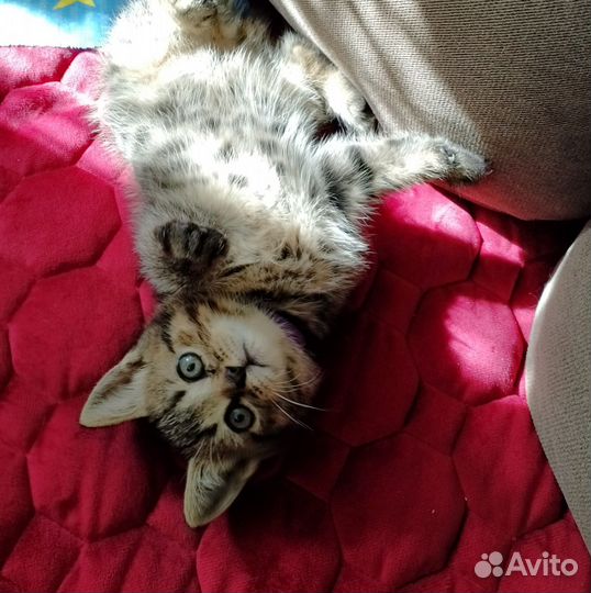 Шотландская