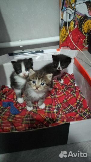 Котята, отдам в добрые руки