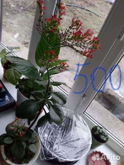 Комнатные цветы