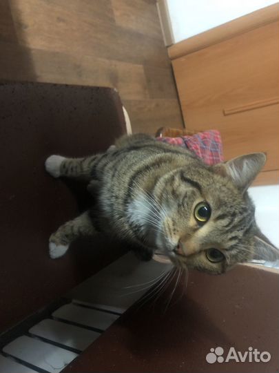 Курильский бобтейл