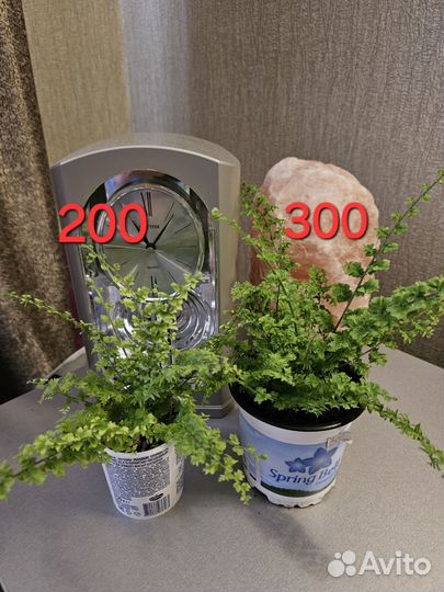 Папоротник