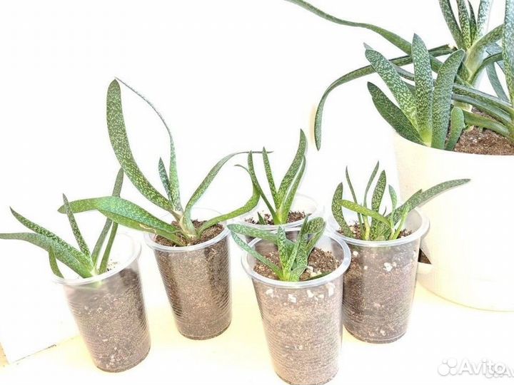 Гастерия косая (Gasteria abliqua)