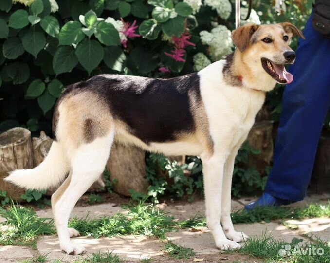 Позитивная и ласковая собака Ладушка ищет дом