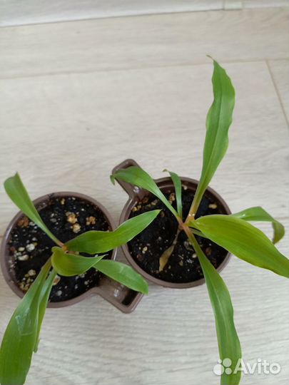 Комнатные цветы Хлорофитум оранж