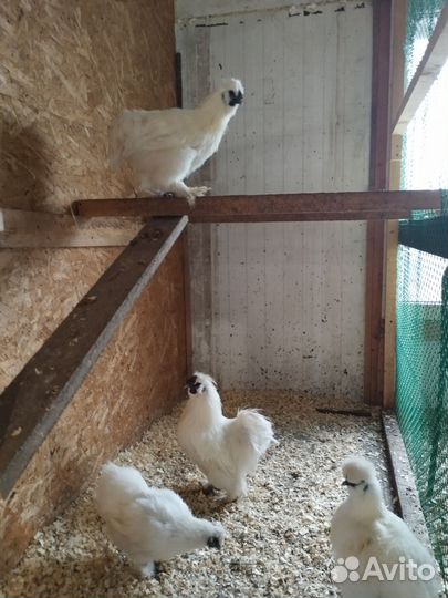 Инкубационное яйцо