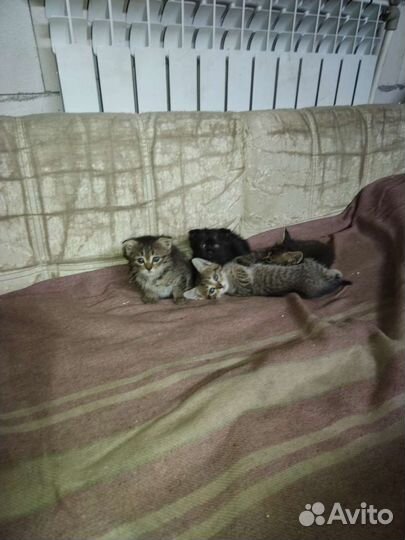 Котята в добрые руки бесплатно