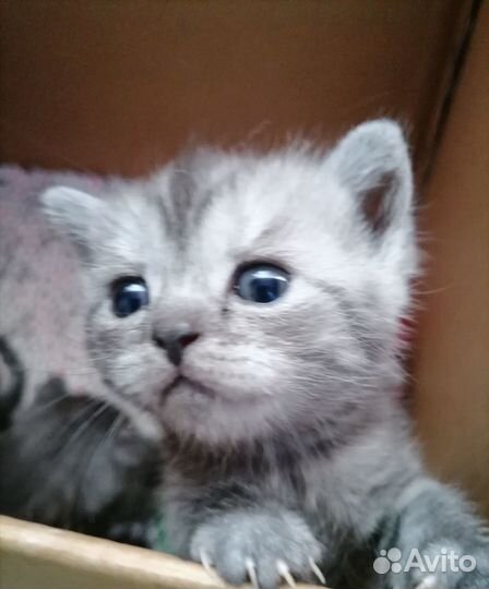 Шотландские котята