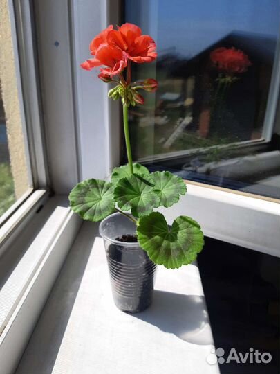 Пеларгония герань