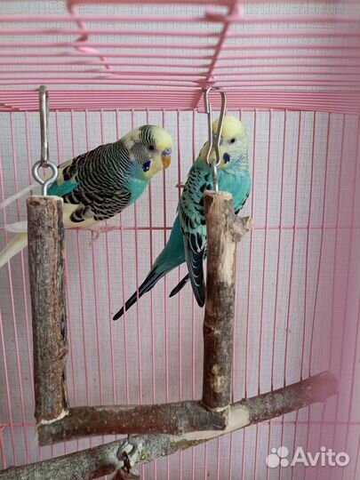 Волнистый попугай с клеткой