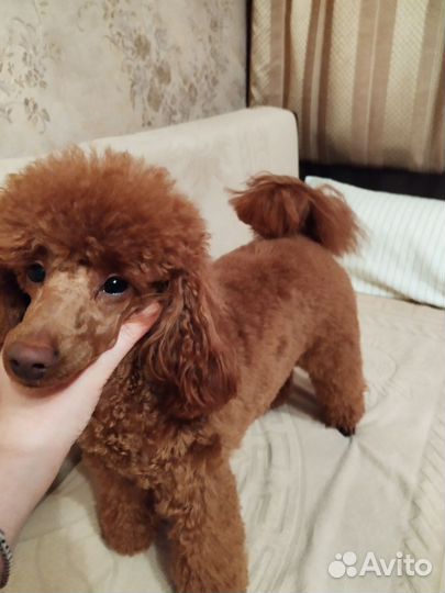 Карликовый пудель вязка