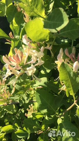 Жимолость ароматная каприфоль