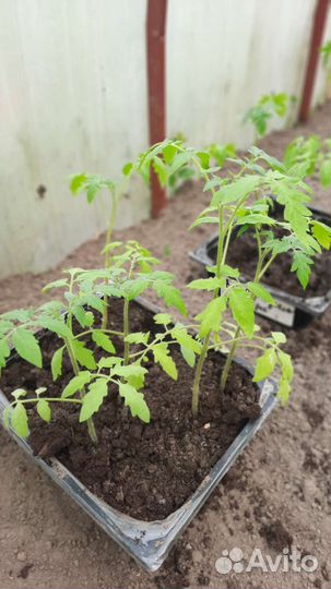 Рассада помидор, томатов