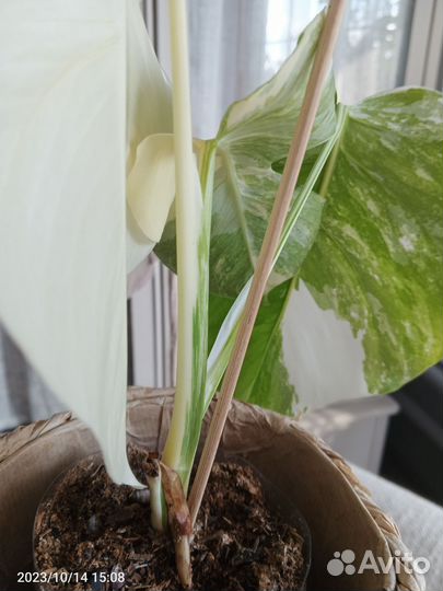 Монстера Альба