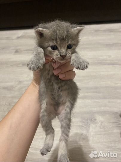 Котята шотландцы