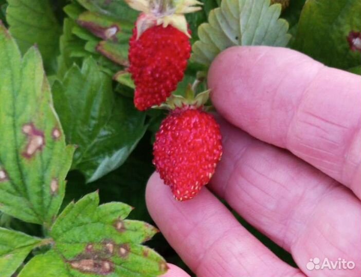 Ремонтантная земляника рассада