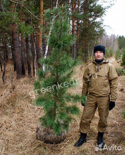 Саженцы Кедр Сибирский 180-220 см