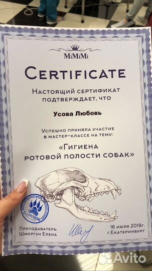 Чистка зубов собаке